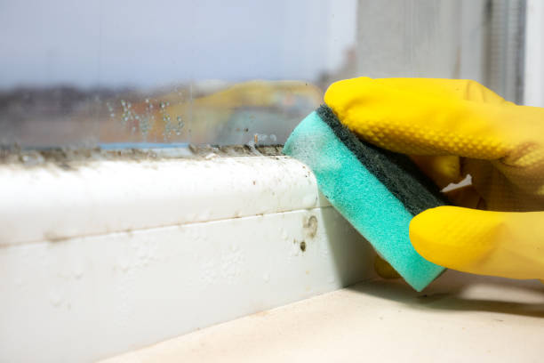 Best Certified Mold Removal  in Dodgeville, WI