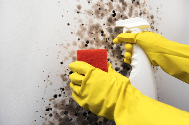 Best Mold Testing  in Dodgeville, WI